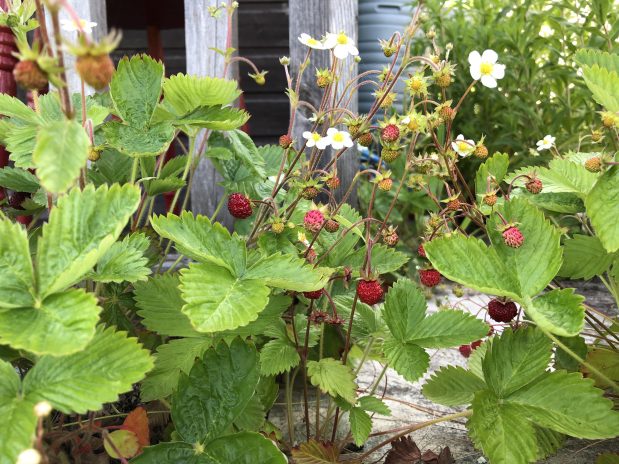 Wild Strawberries ? No Veg? but Nigella brightens us up?…