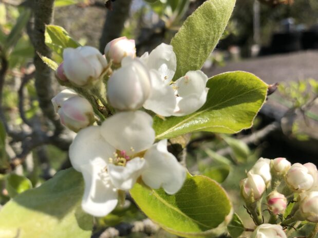 March and April  Garden and Orchard Update